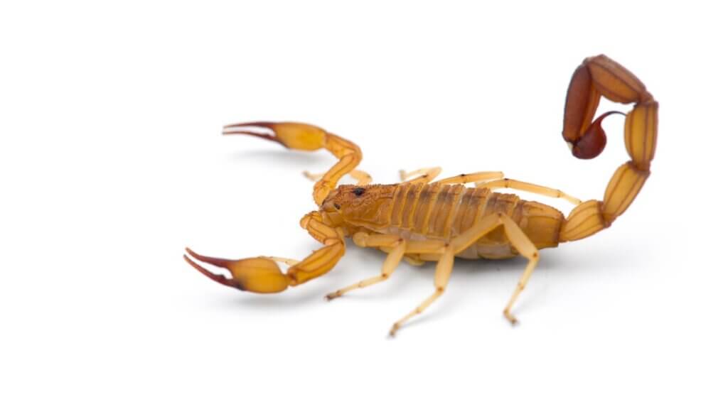 O escorpião Centruroides sculpturatus: tudo que você precisa saber