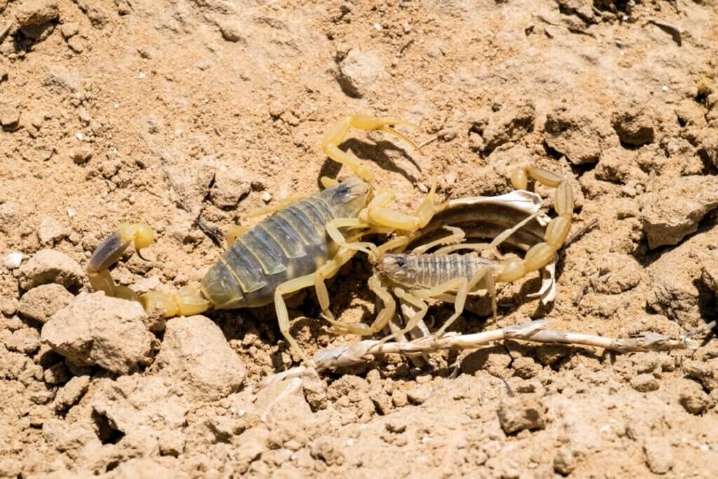O escorpião Leiurus quinquestriatus: um dos mais venenosos do mundo