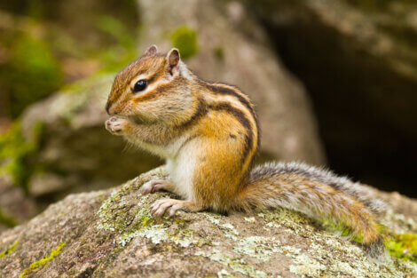 Um esquilo comendo em cima de uma pedra.