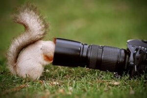 Os 6 melhores documentários de animais
