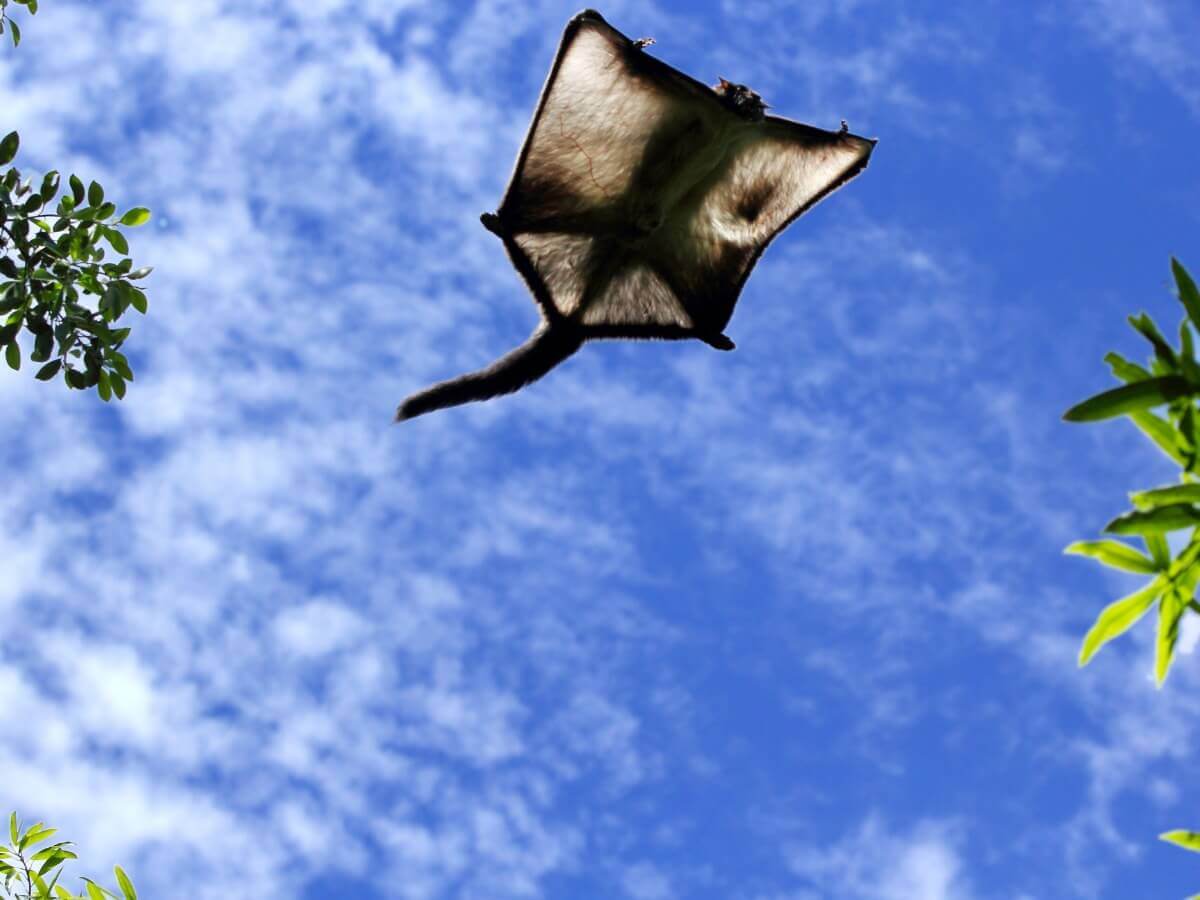 Um esquilo-voador visto de cima.