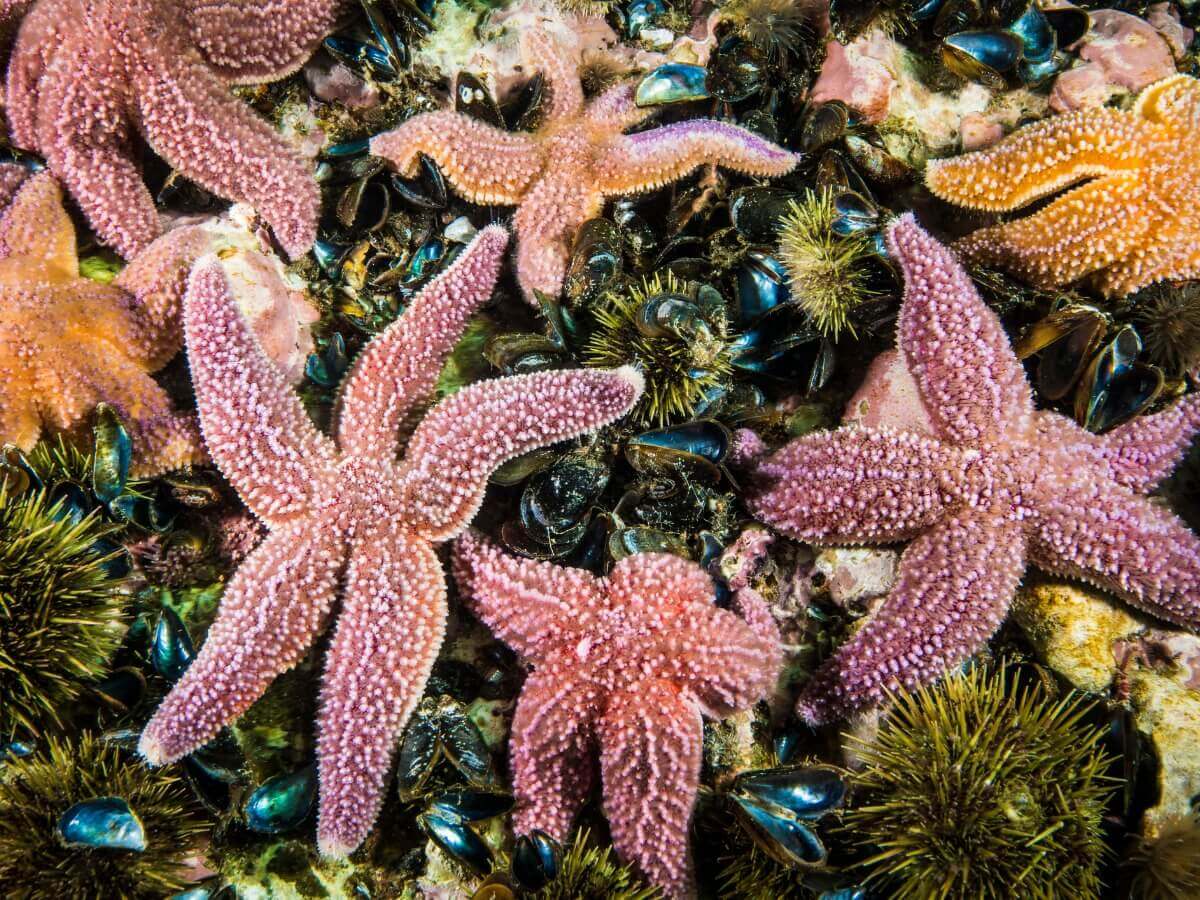 Ordem Forcipulatida: tipos de estrelas-do-mar