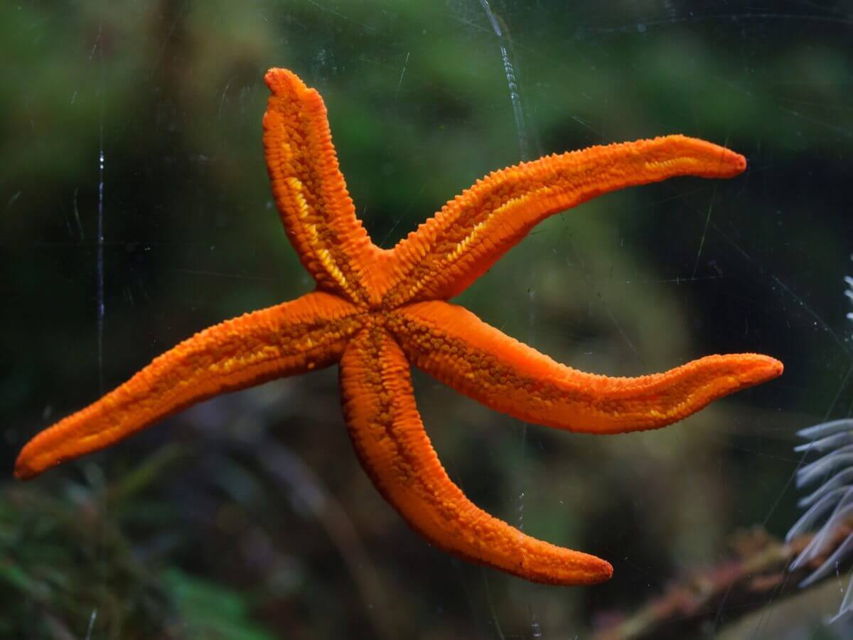 Ordem Spinulosida: tipos de estrelas-do-mar