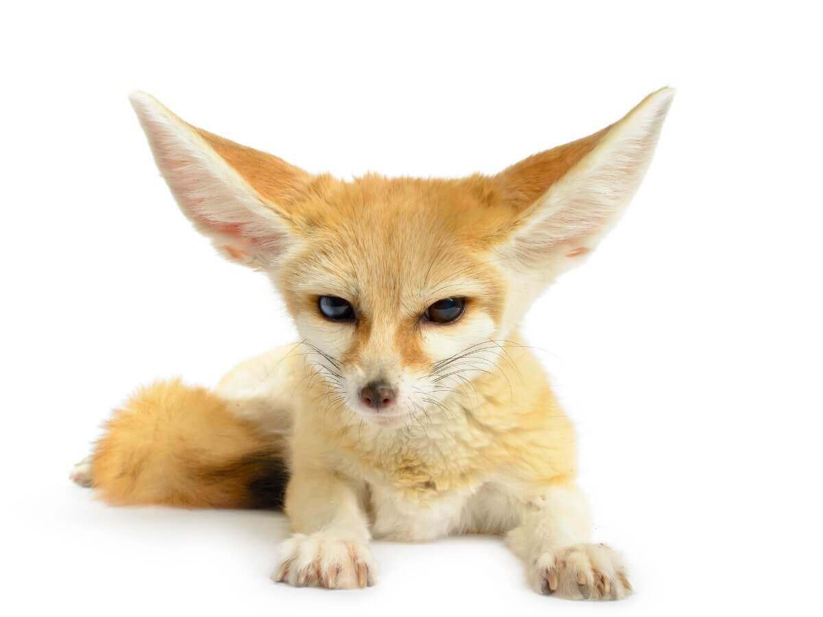 Um dos animais de estimação mais raros do mundo.