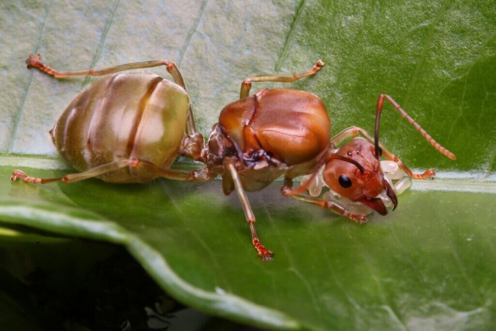 10 tipos de insetos e suas características