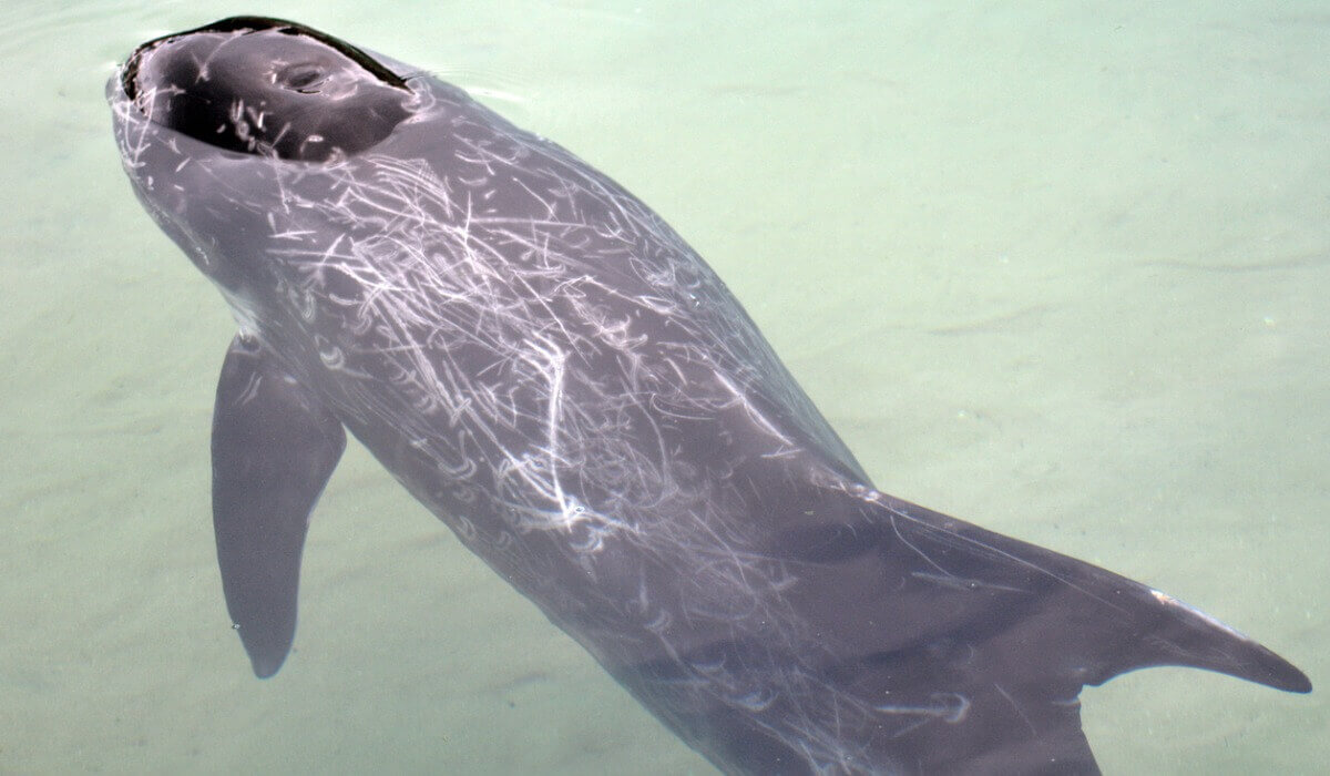 Um dos animais híbridos.