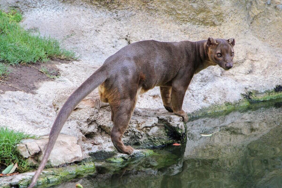 Uma fosse olhando para a câmera, um dos animais mais bonitos de Madagascar.