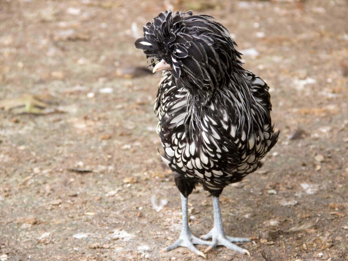 Uma galinha polonesa no campo.