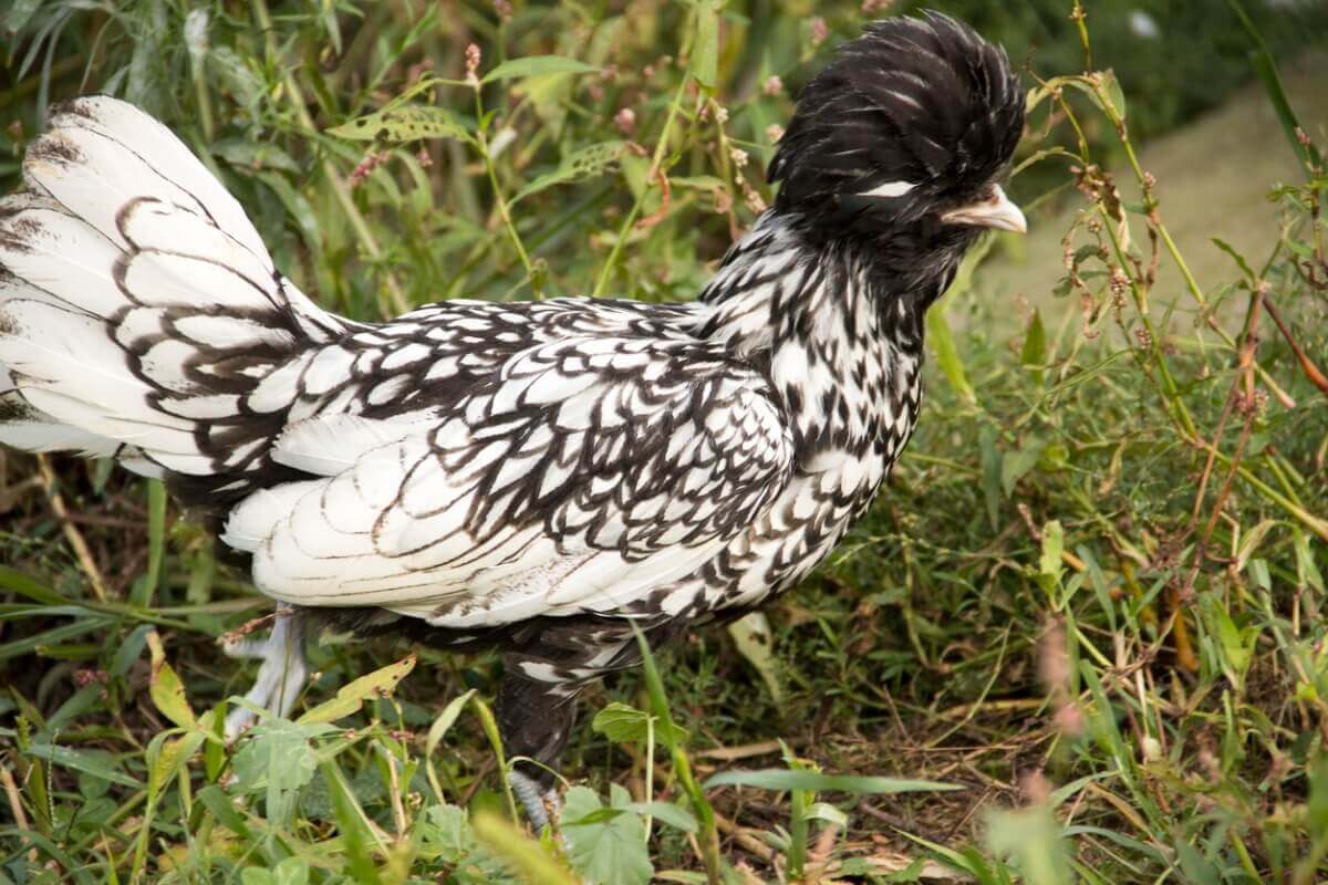 Uma galinha polonesa e sua coroa.
