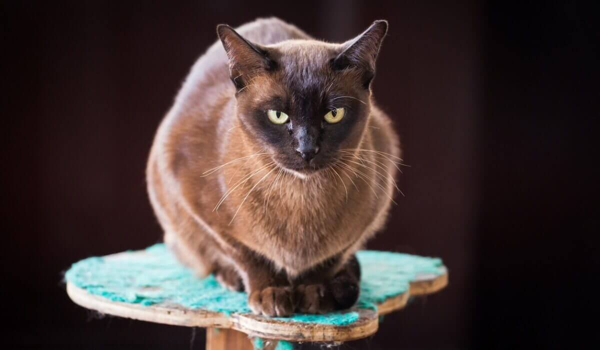 Um gato birmanês sentado.