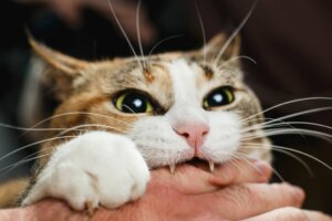 4 dicas para evitar que seu gato morda você