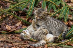 As raças de gatos com menos doenças