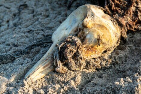 Um golfinho morto na praia.