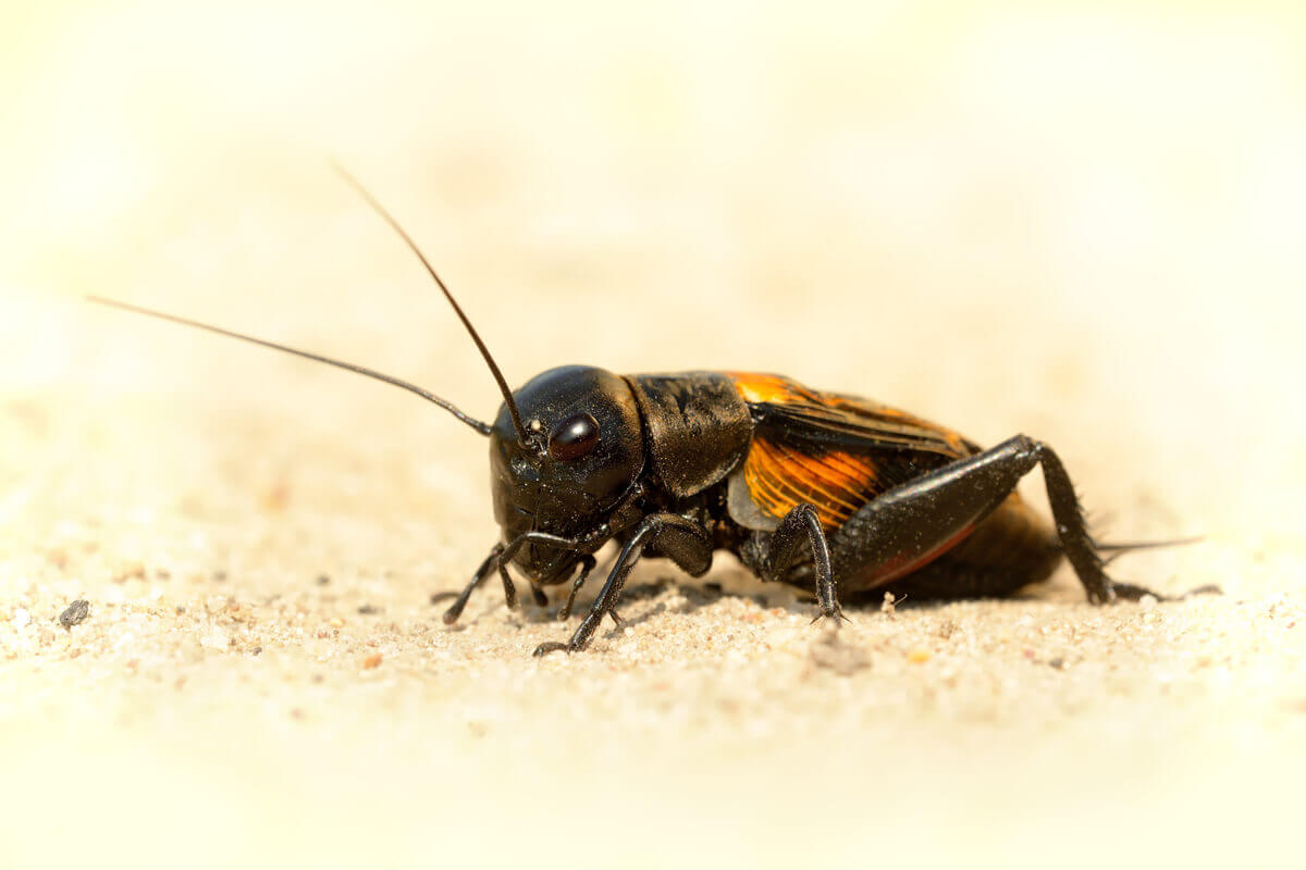 10 tipos de insetos e suas características - Meus Animais