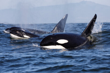 A caça às orcas é um sério problema e o documentário blackfish expõe essa realidade.