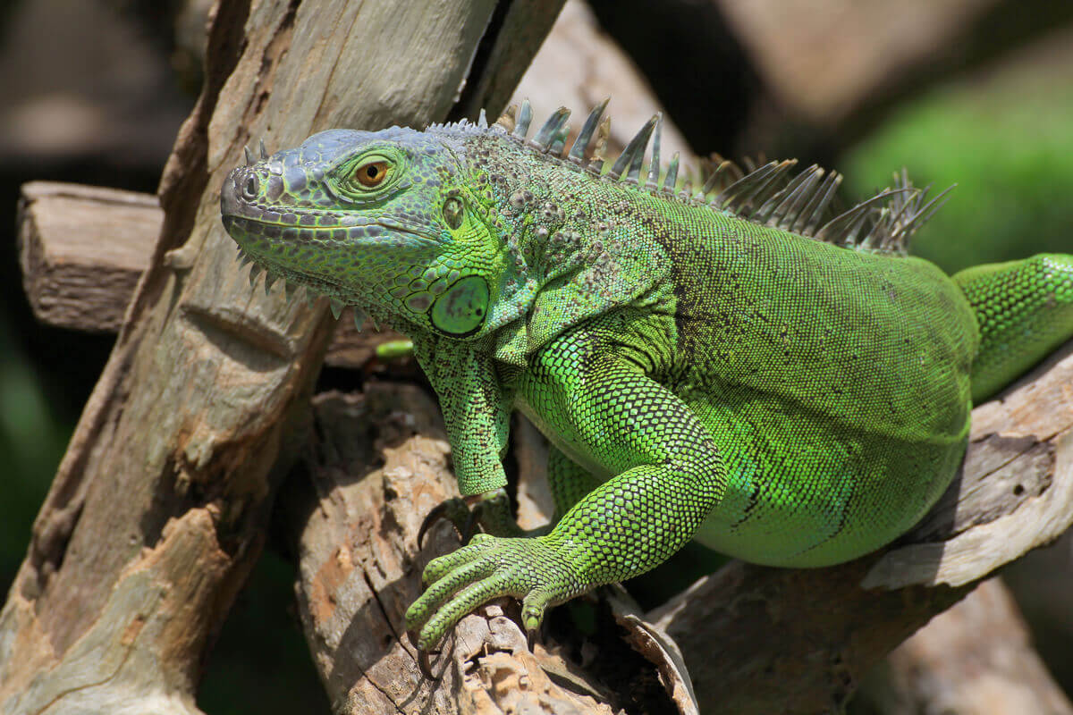 Iguana: um dos animais que só comem frutas