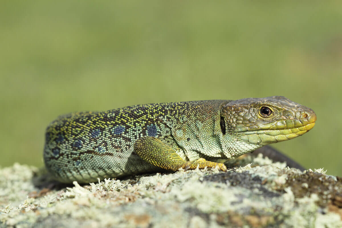 A termorregulação em répteis