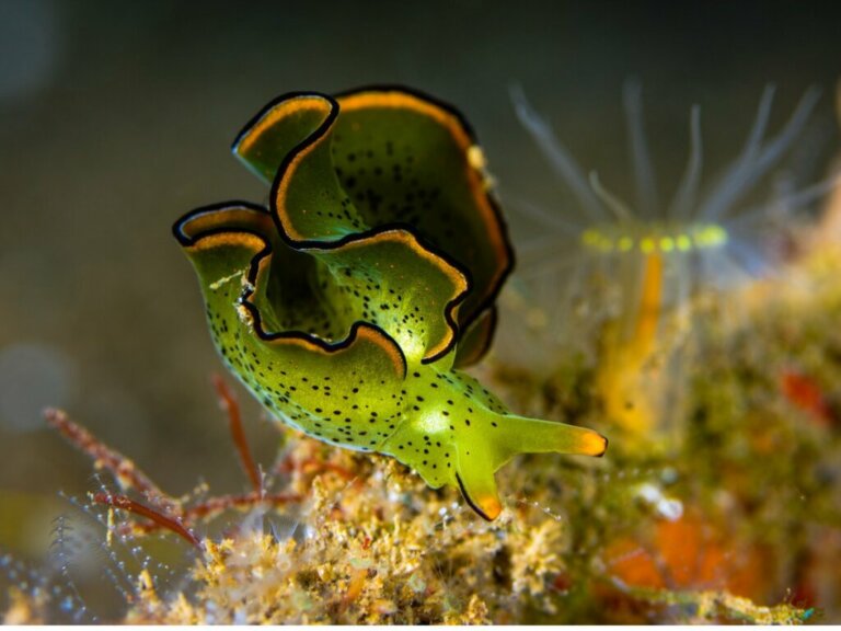 A lesma-do-mar Elysia chlorotica: um animal que faz fotossíntese
