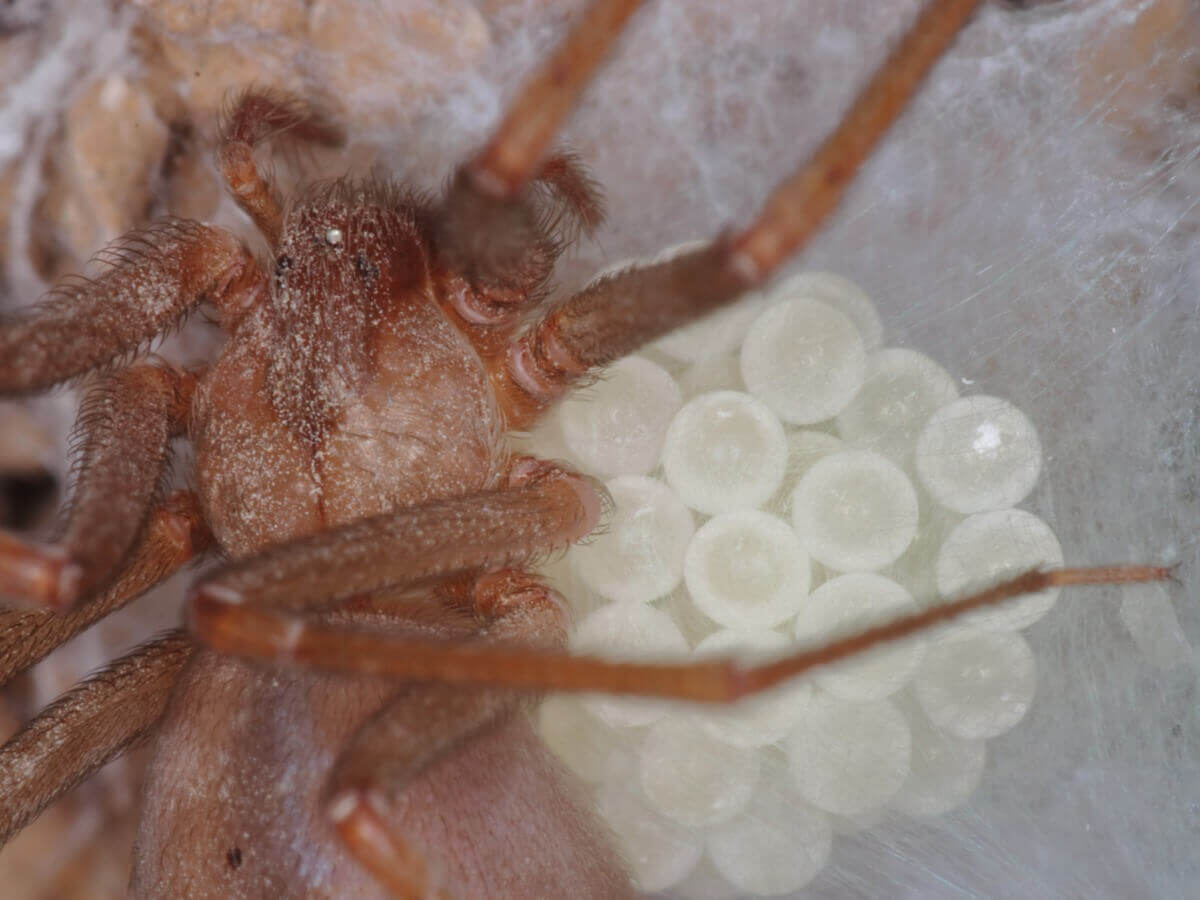 O veneno das aranhas-marrons