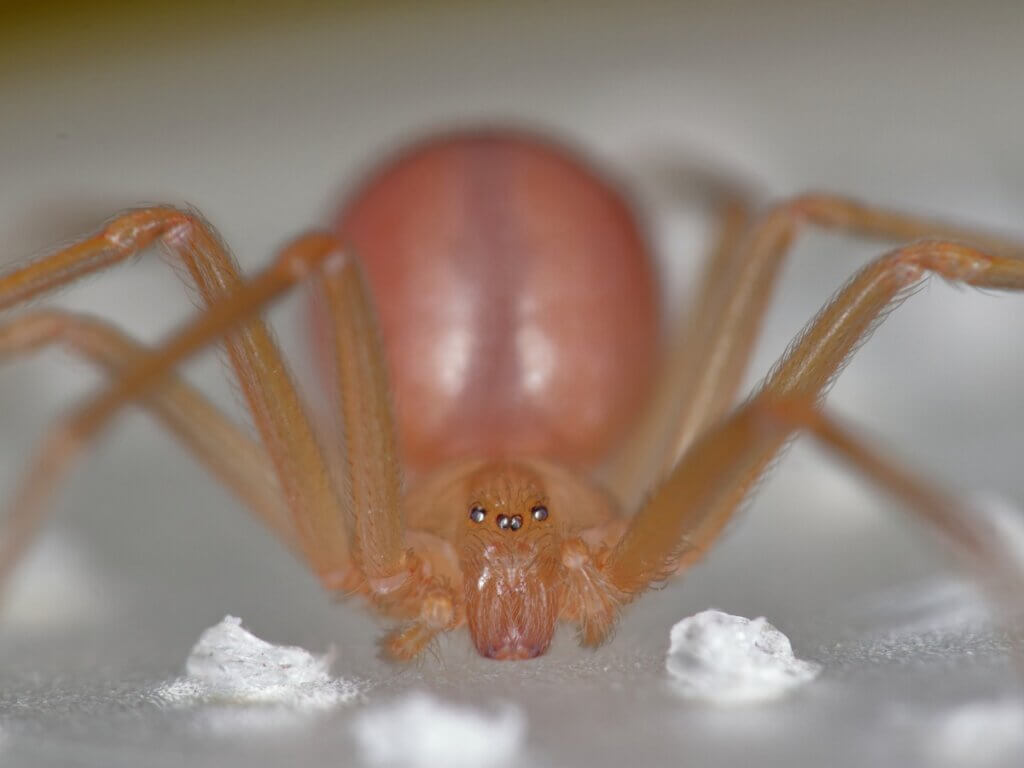 As aranhas-marrons: habitat e características