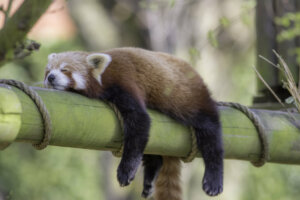 Animais que dormem em pé: como eles fazem isso?