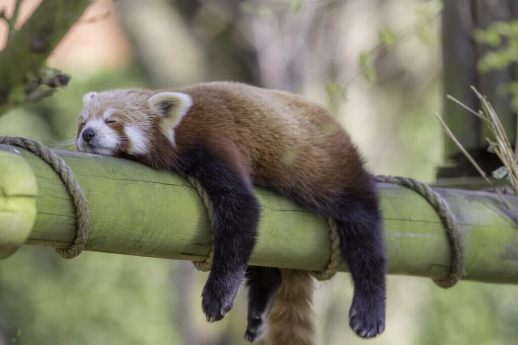Animais que dormem em pé: como eles fazem isso?