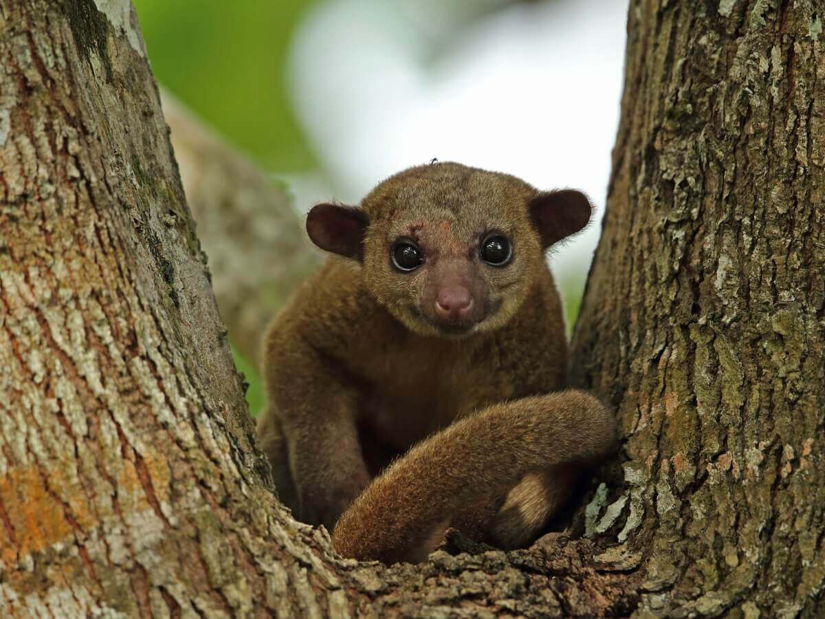 O jupará é um dos animais que lembra o guaxinim.