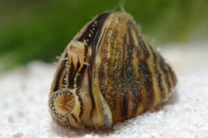 Mexilhão-zebra: características de uma espécie invasora