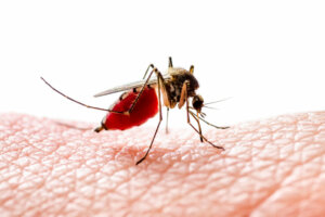 Por que os mosquitos picam algumas pessoas e outras não?