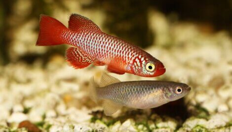 Os peixes turquesa são um dos animais menos longevos do mundo.