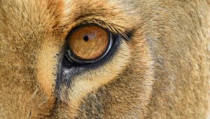 Mamíferos placentários: tipos e características