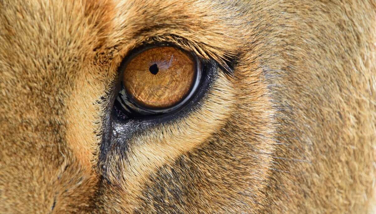 O jagleão é outro dos animais híbridos.