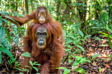 Orangotangos fêmeas são algumas das melhores mães da natureza.
