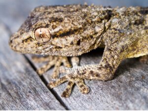 As lagartixas são venenosas?