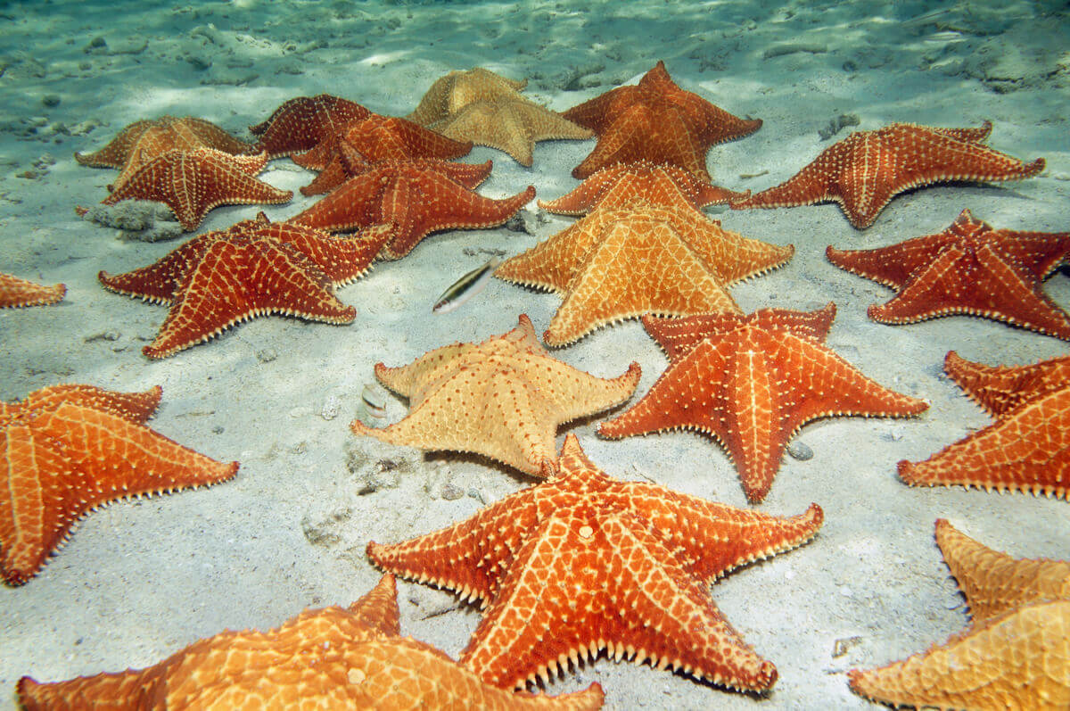 Outros tipos de estrelas-do-mar