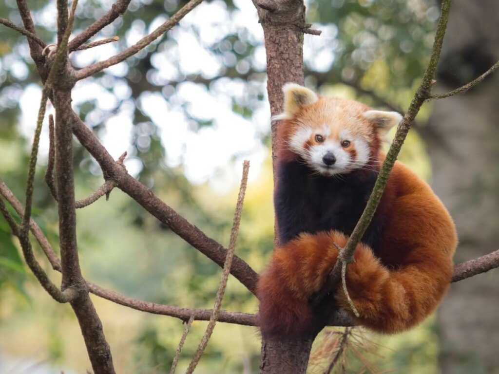 6 animais semelhantes ao guaxinim