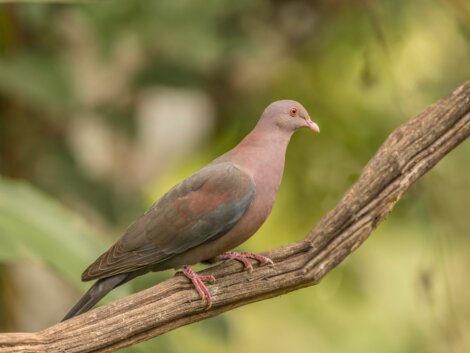 Este é um dos animais que atacam as plantações.