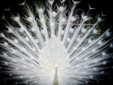 Um pavão albino mostrando sua cauda.