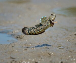 7 peixes que respiram fora d'água