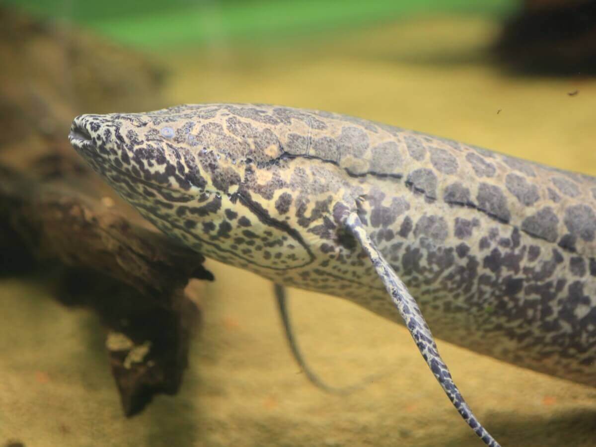 Um peixe pulmonado que pode respiara fora d'água.