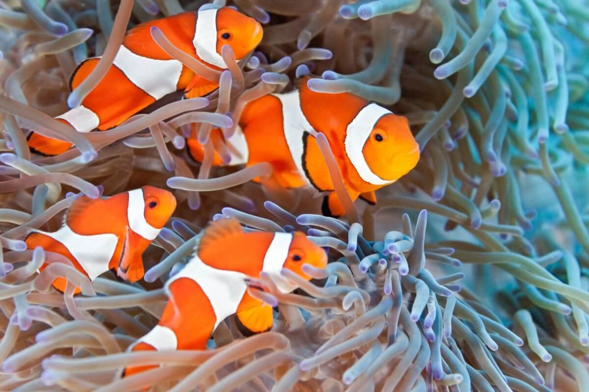Um grupo de peixes-palhaço em uma anêmona.