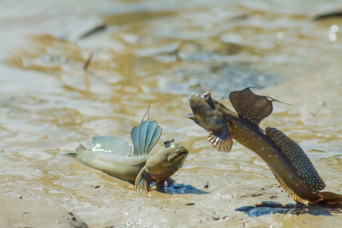 Uma luta entre saltadores-do-lodo