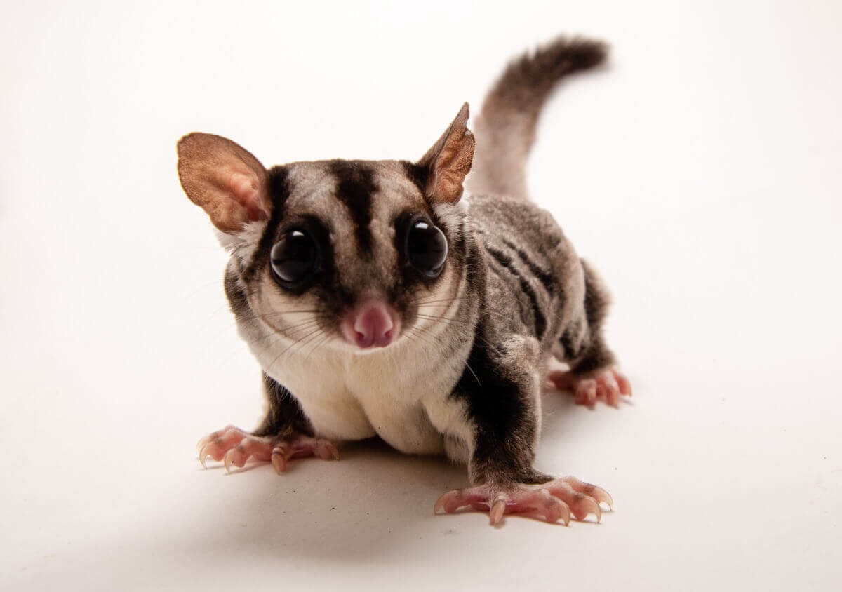 Um dos animais de estimação mais raros do mundo.