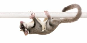 Os 6 animais de estimação mais raros do mundo