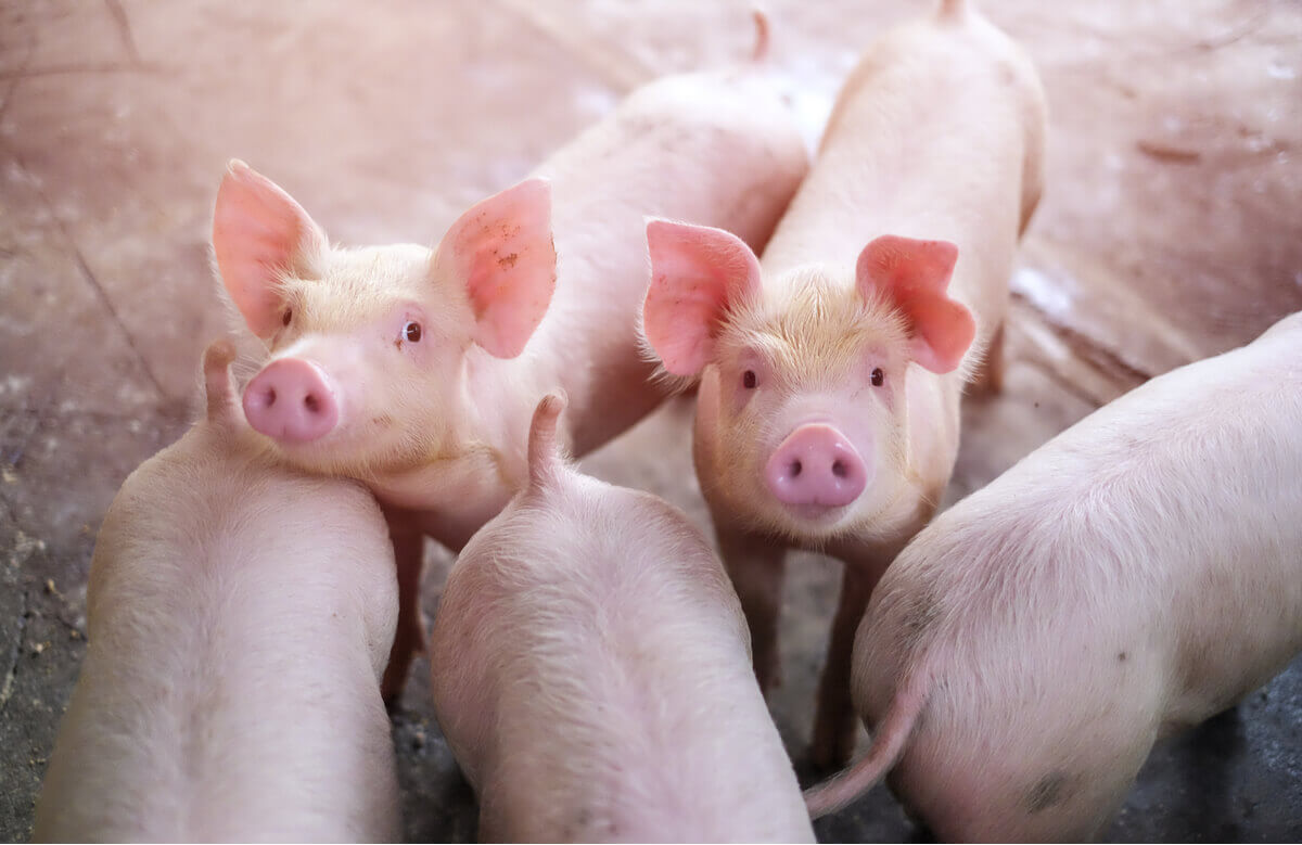 Um grupo de porcos da fazenda.