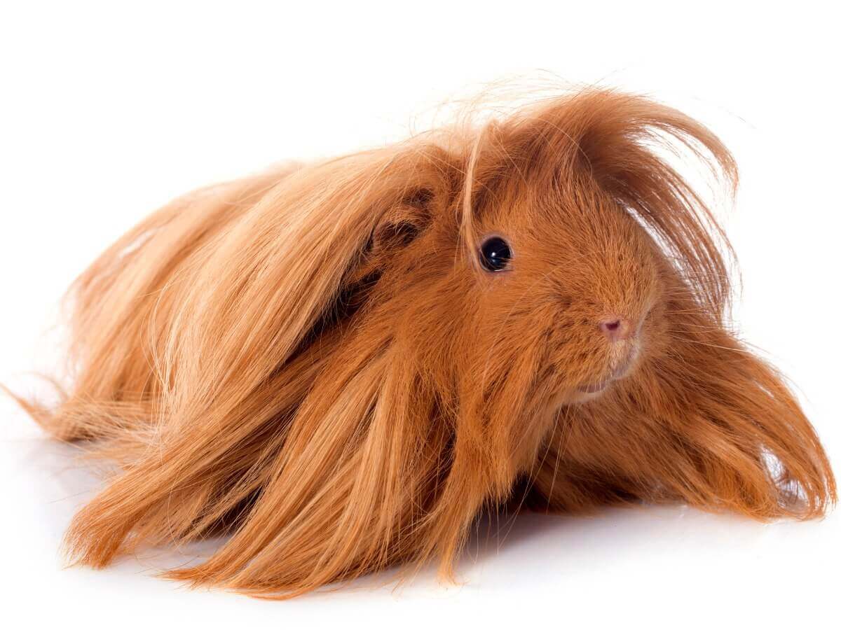 Porquinhos-da-índia peruanos.