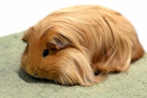 Porquinho-da-índia sheltie: características, alimentação e cuidados