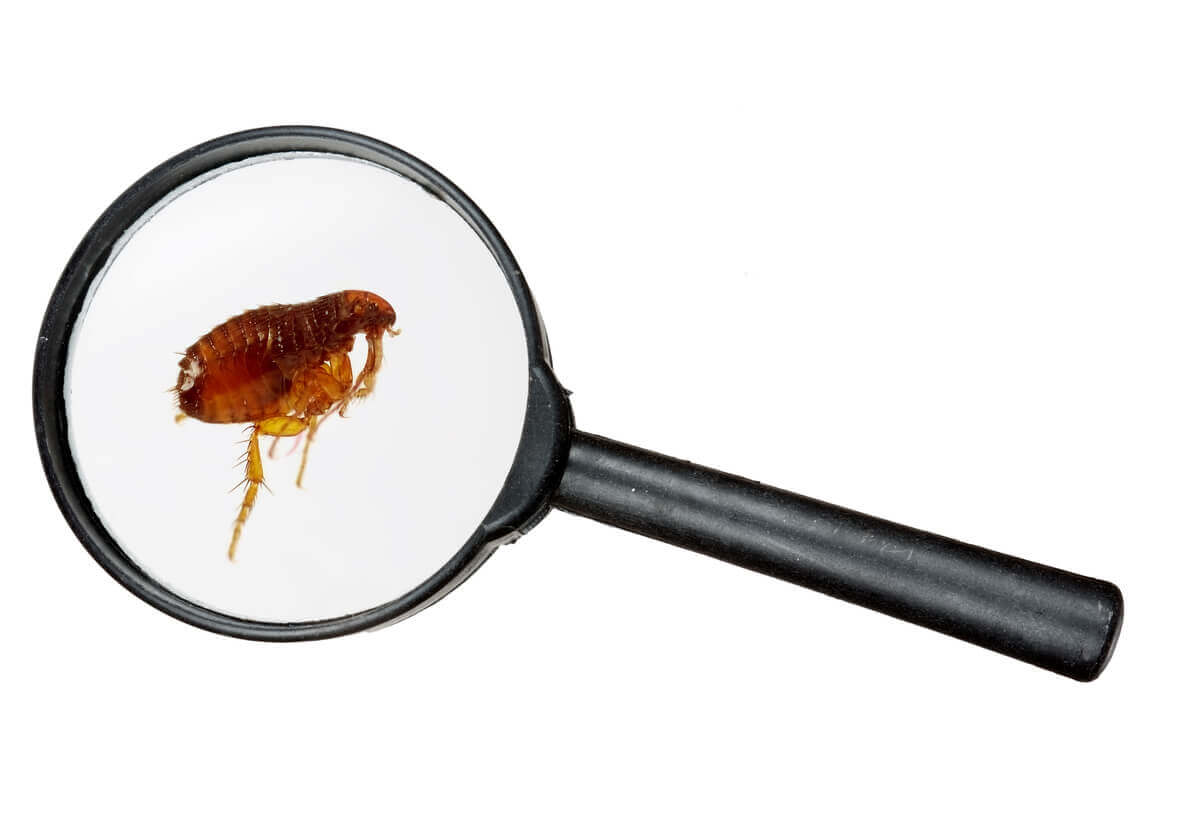 As pulgas são animais que vivem escondidos em sua casa.