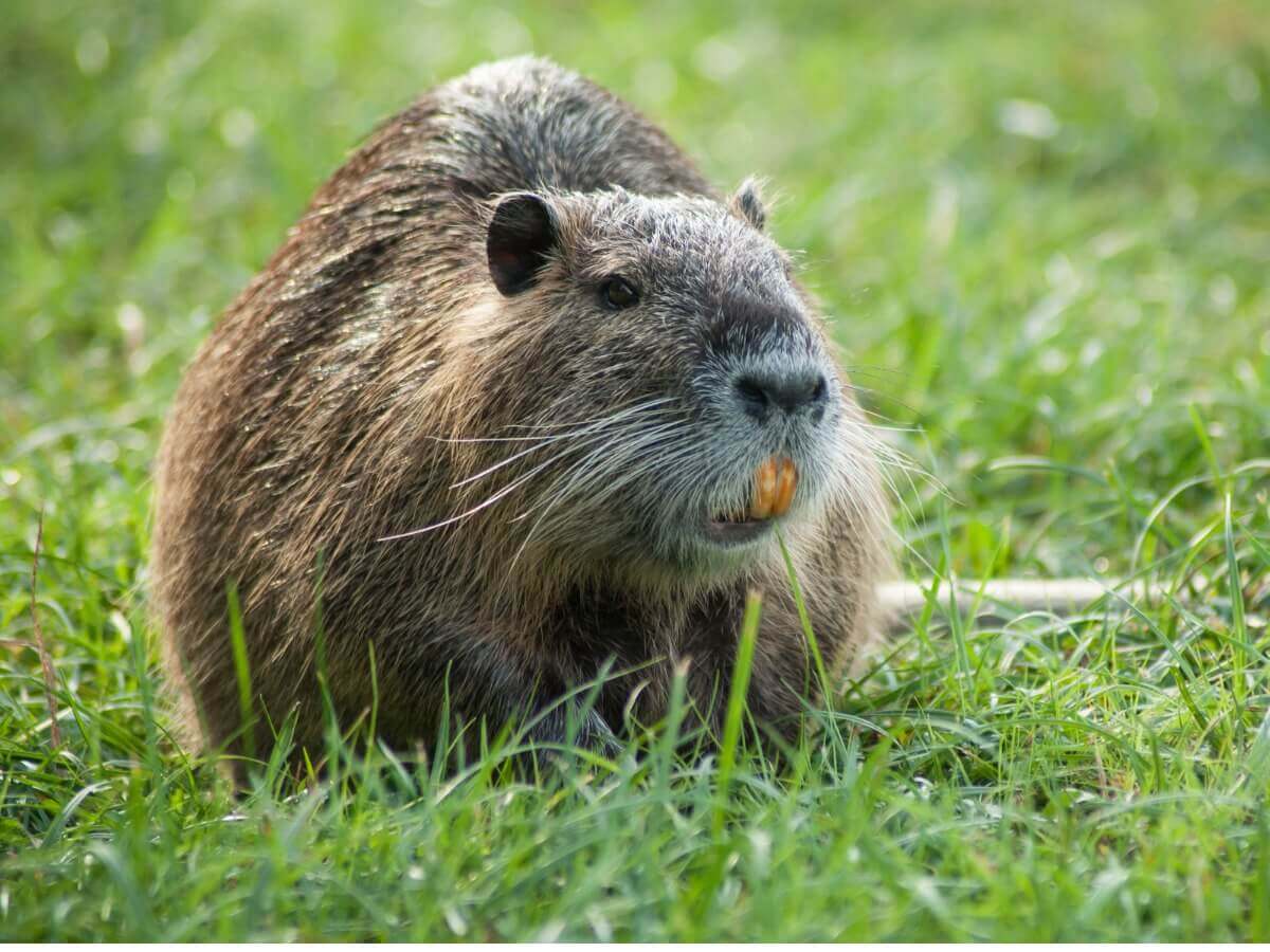 As diferenças entre castores e ratões-do-banhado