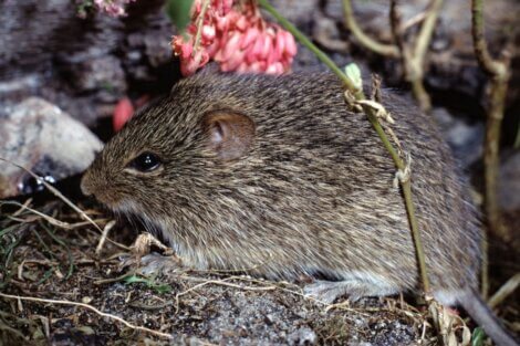 Rato Sigmodon hispidus